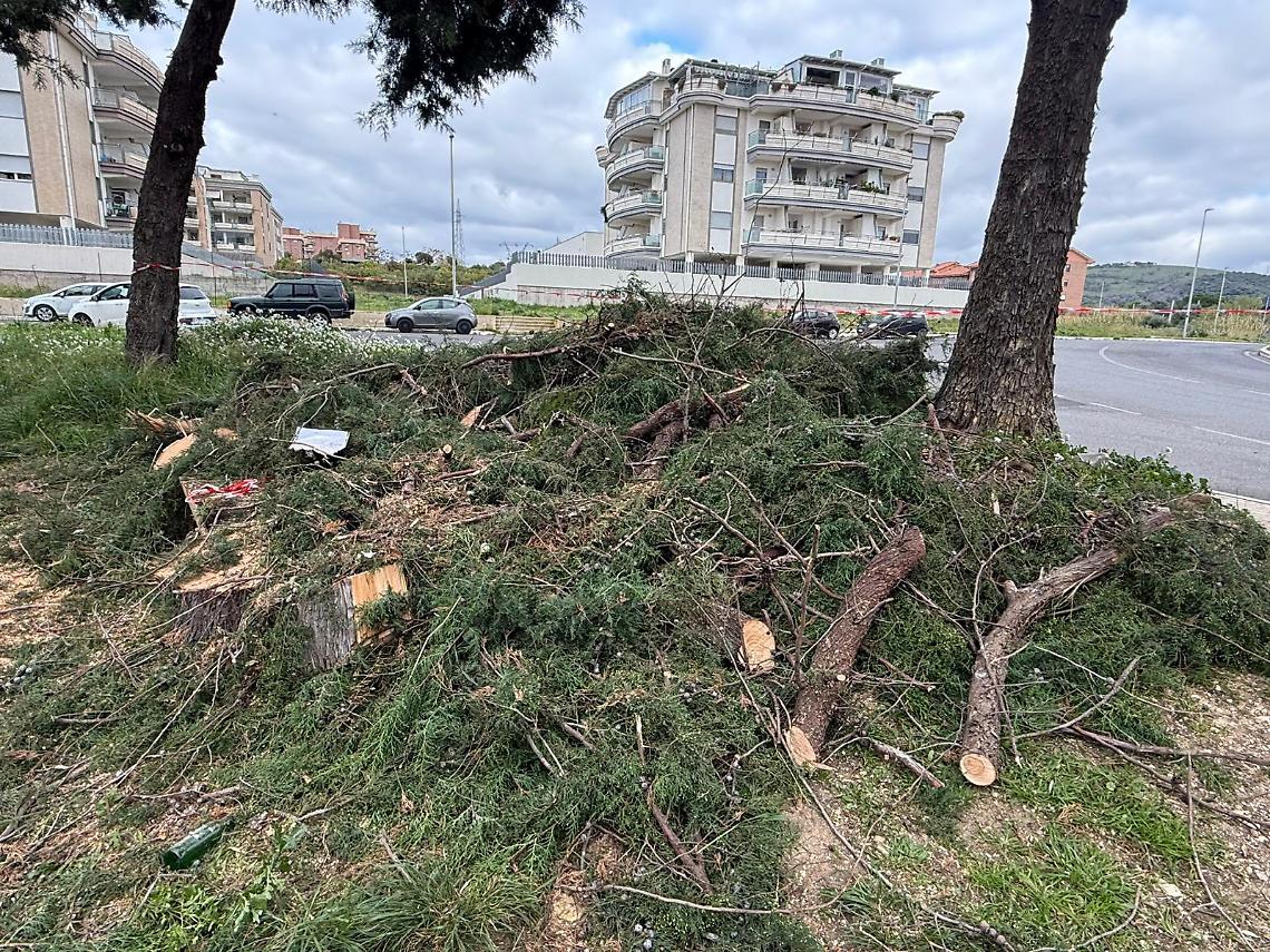 Alberi a San Liborio, scoppia il caso: botta e risposta tra l'assessore Giannini e i consiglieri metropolitani
