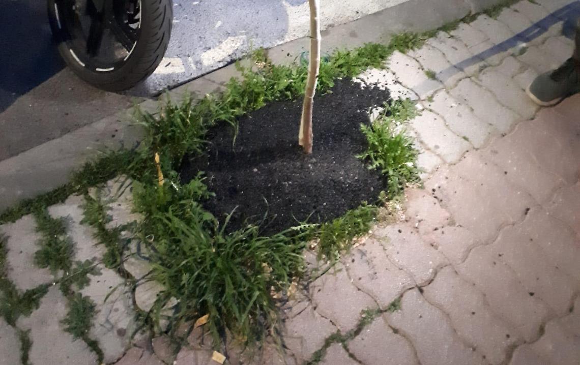 Asfalto nell'aiuola, scattano le verifiche 