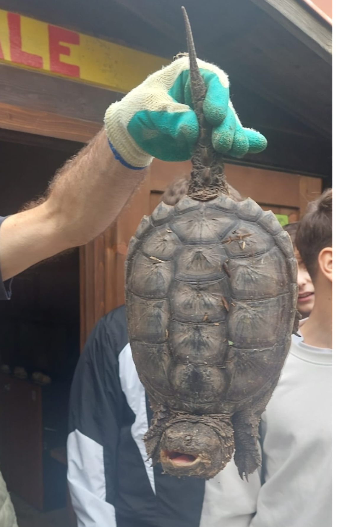 La tartaruga azzannatrice catturata a Torre Flavia 