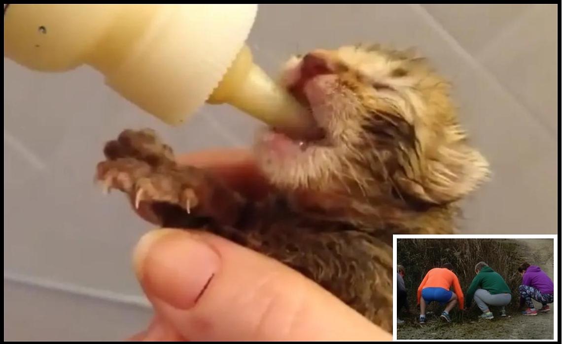 Il cuore immenso di Civitavecchia salva una mamma gatta e i suoi sette cuccioli