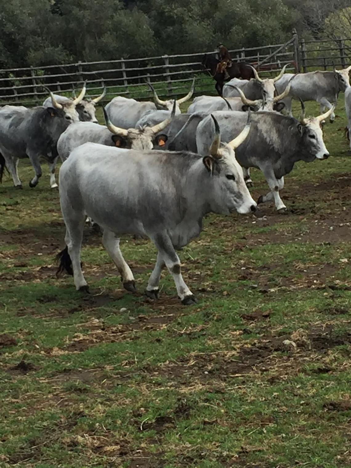 Evviva la ciccia proletaria!