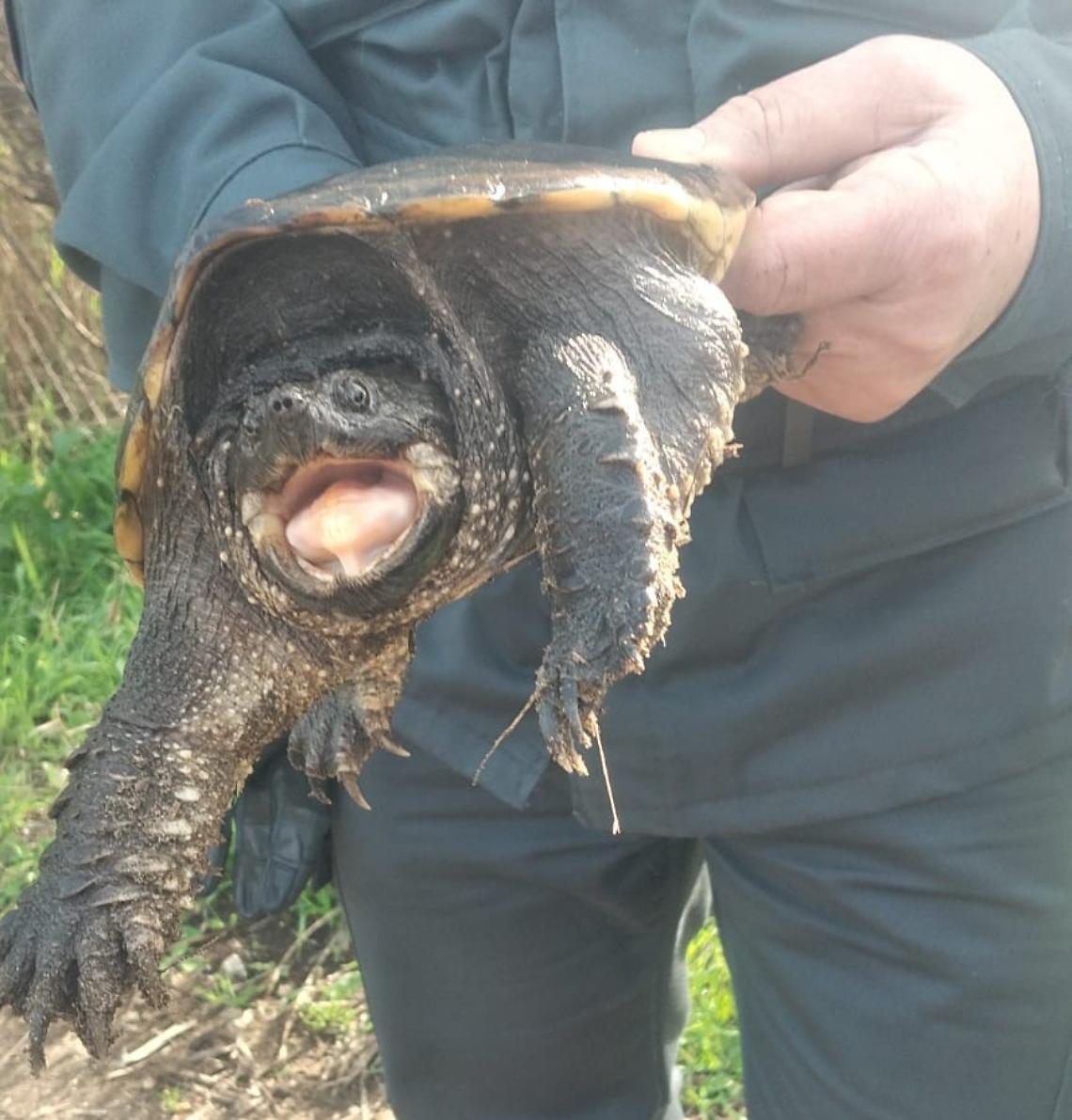 Tartaruga azzannatrice