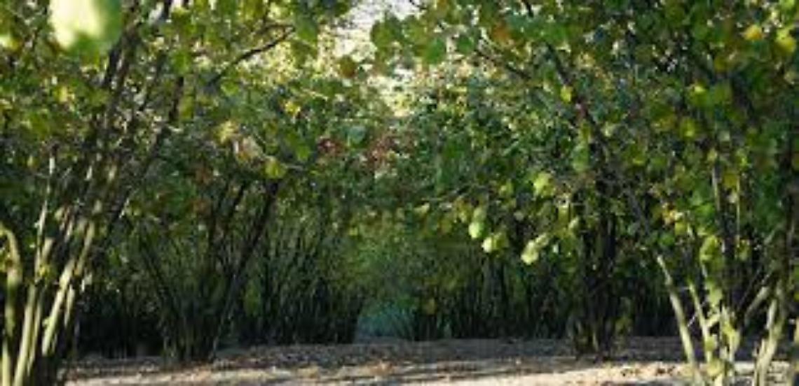 &laquo;Agrovoltaico e fotovoltaico valide alternative alla corilicoltura&raquo;