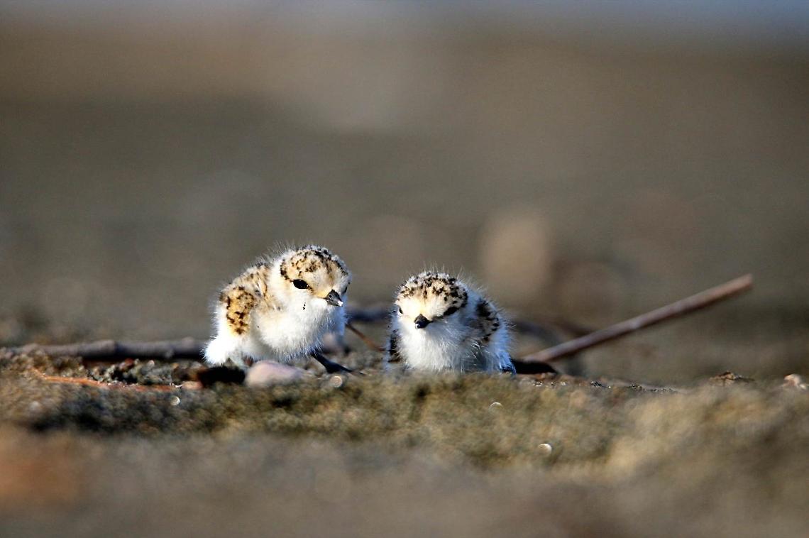 Fratini a Torre Flavia