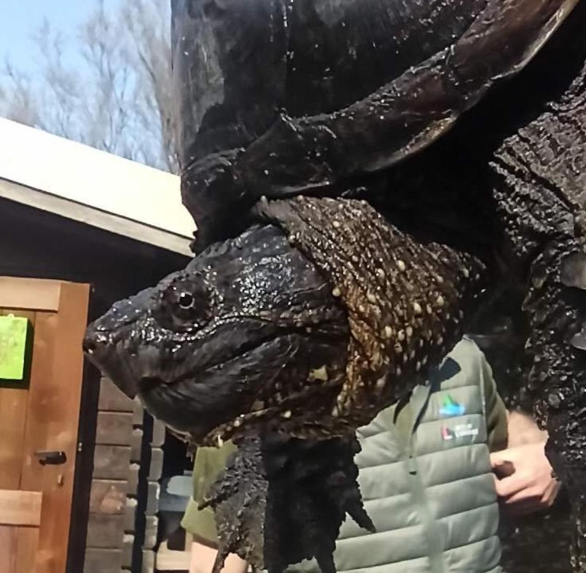 Tartaruga azzannatrice