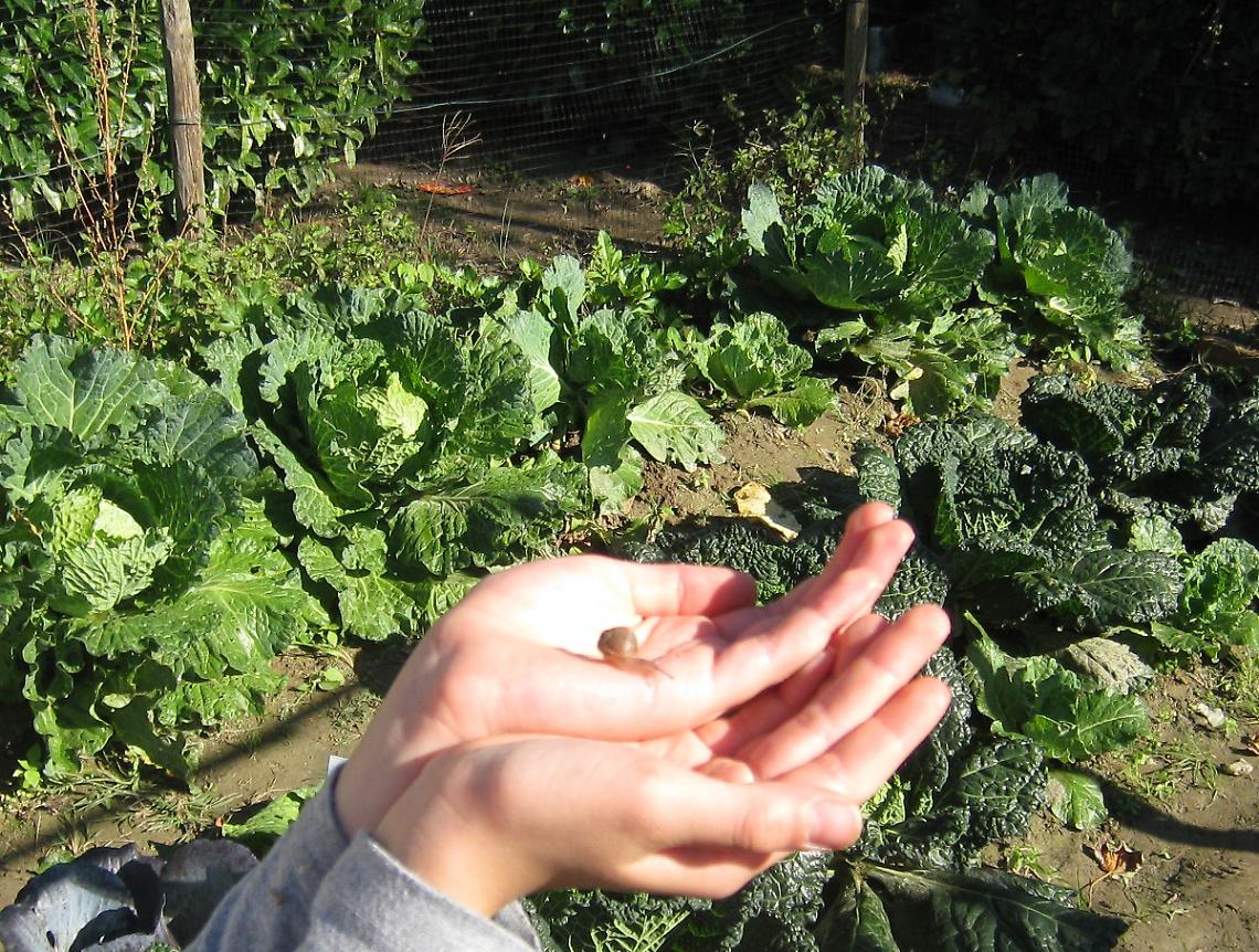 Orti urbani, concessione rinnovata alla Diocesi