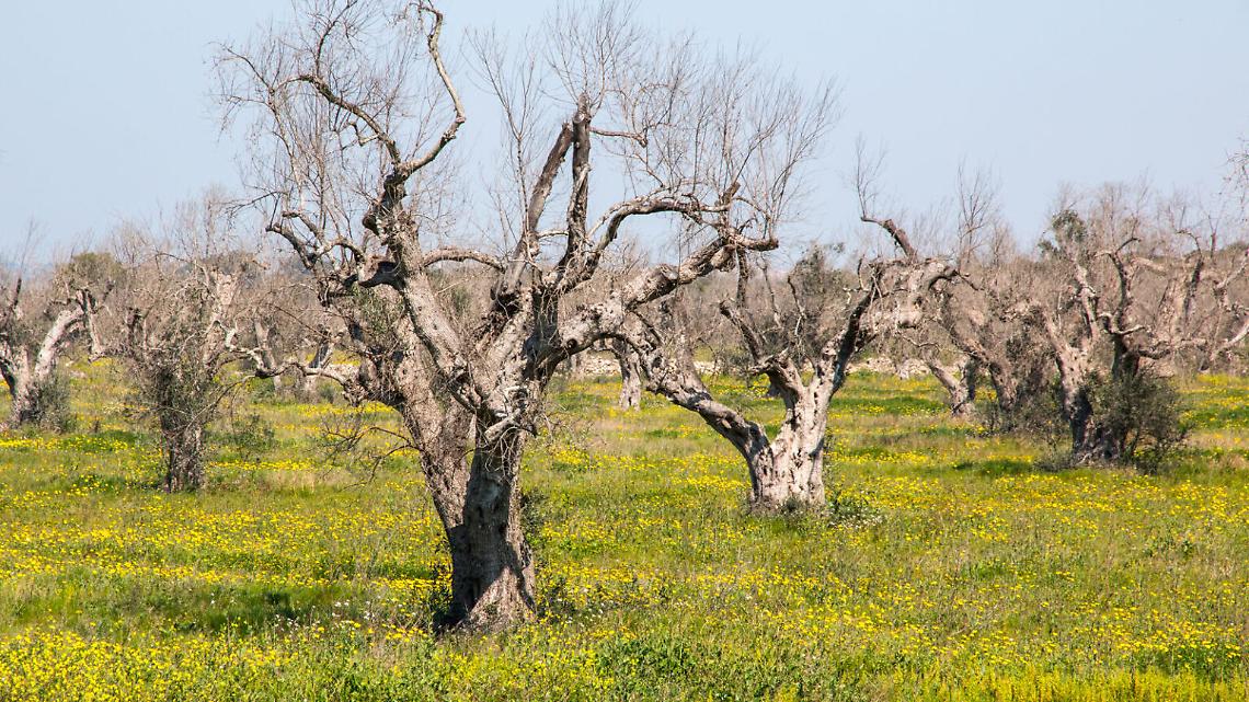 &laquo;Xylella, stop allarmismi e impegno per tutelare le produzioni&raquo;