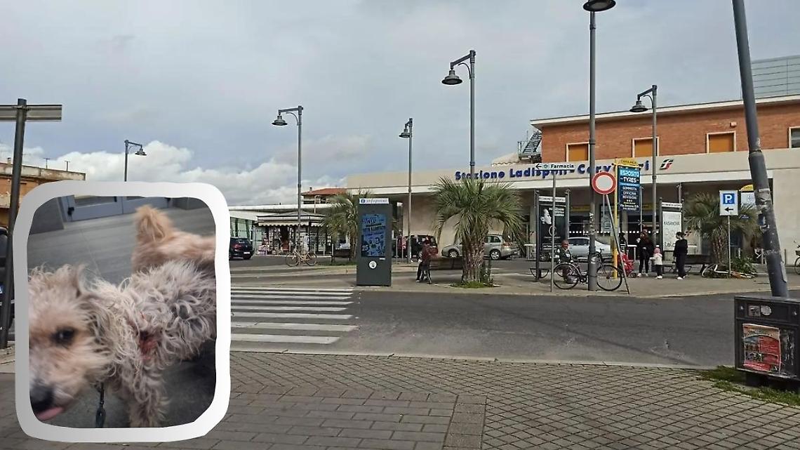 Aggressione vicino alla stazione: cagnolina azzannata