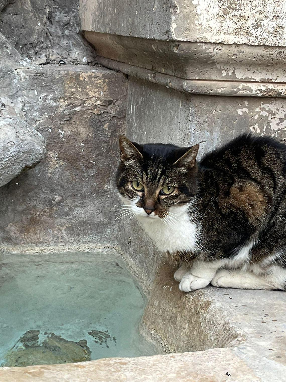 Addio a Signorina, la gattina di tutti: &laquo;Uccisa brutalmente nel centro storico&raquo;