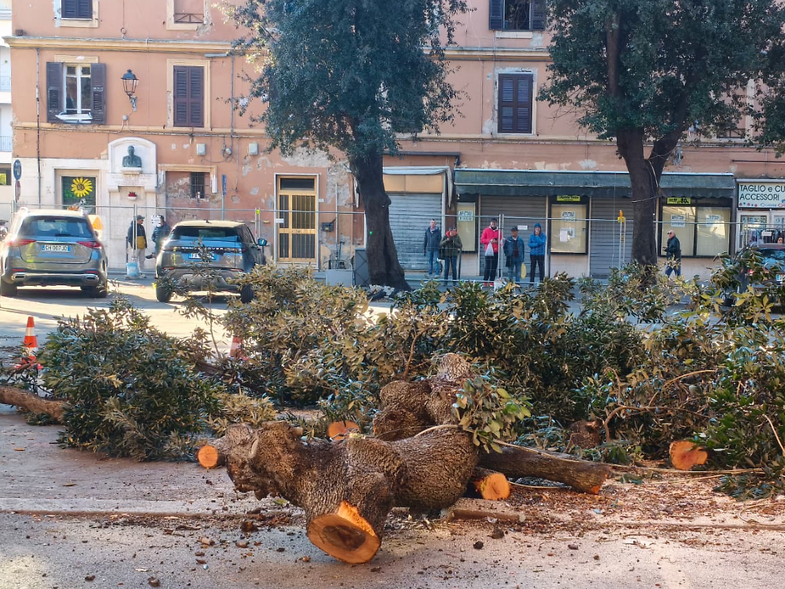 Alberi del mercato, il Pincio tira dritto: motoseghe in azione all&rsquo;alba