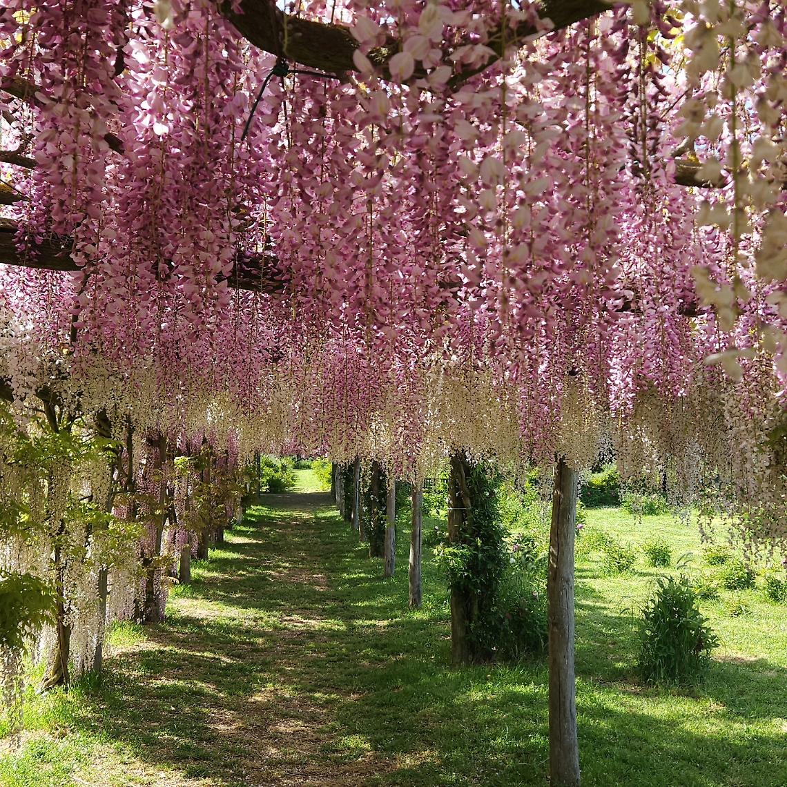 Riapre il giardino delle peonie