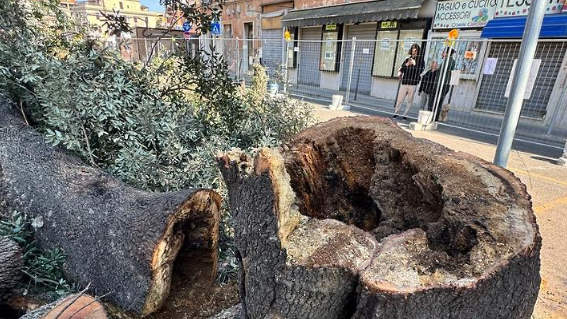 Piazza Regina Margherita, restano solo quattro alberi 