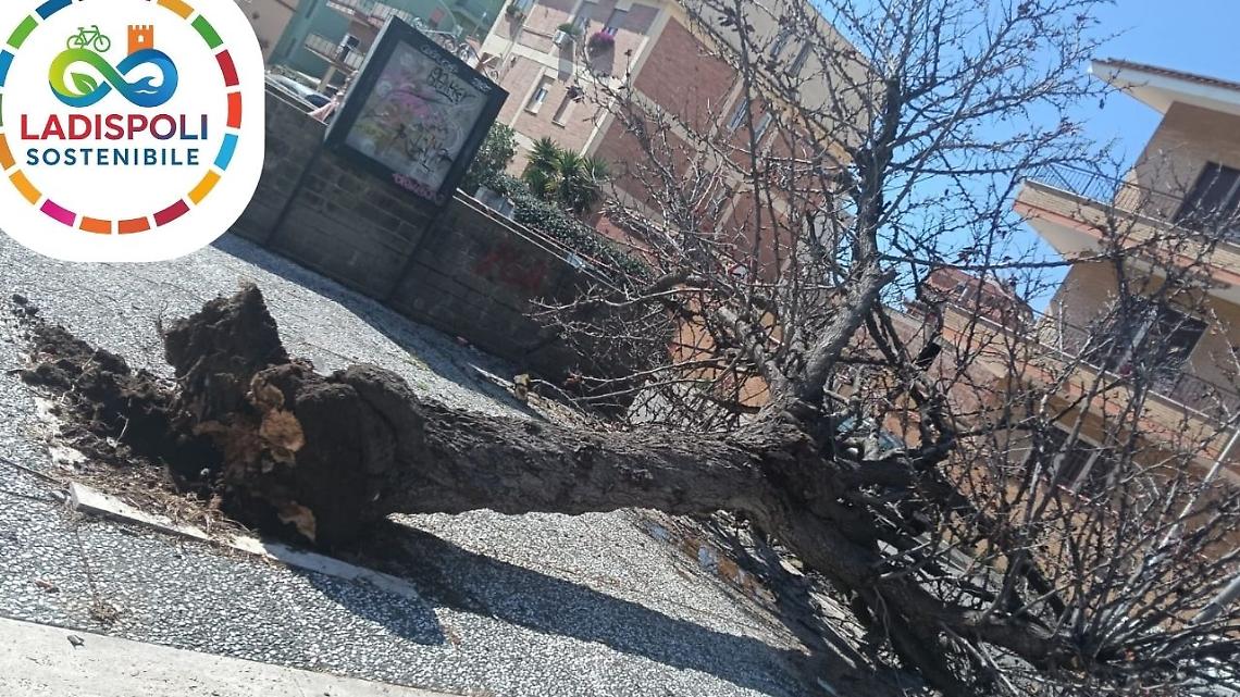 &laquo;Ladispoli, basta incuria&raquo;: raccolta firme in piazza De Michelis per sostituire l'albero caduto e le piante morte