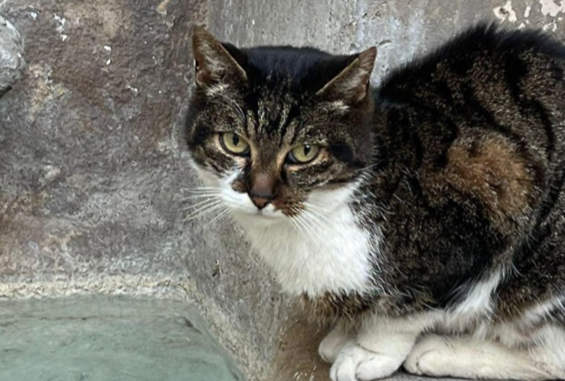 Uccisione di Signorina, la Asl: &laquo;Profondamente scioccati&raquo;