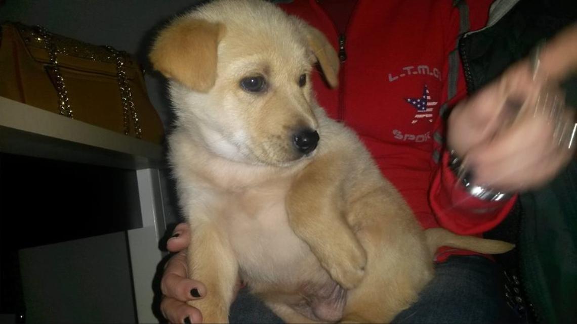 Al Marina Velka Golf Club una gara per donare calore ai cani del canile di TarquiniaL&rsquo;iniziativa promossa da Green Impact mira a raccogliere fondi per l&rsquo;acquisto di cucce termoresistenti e cibo. La s