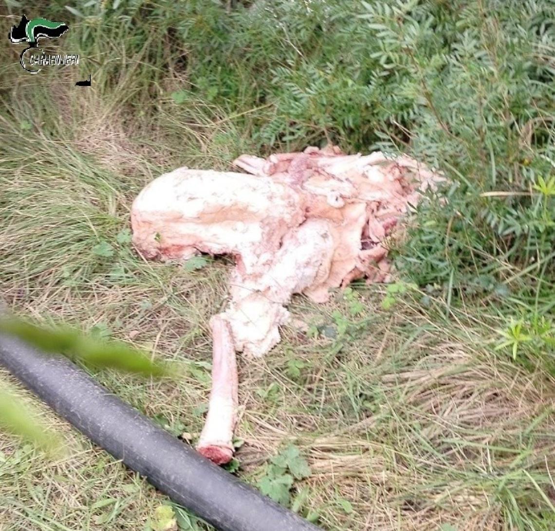 Quintali di scarti animali abbandonati: denunciato un uomo per discarica abusiva