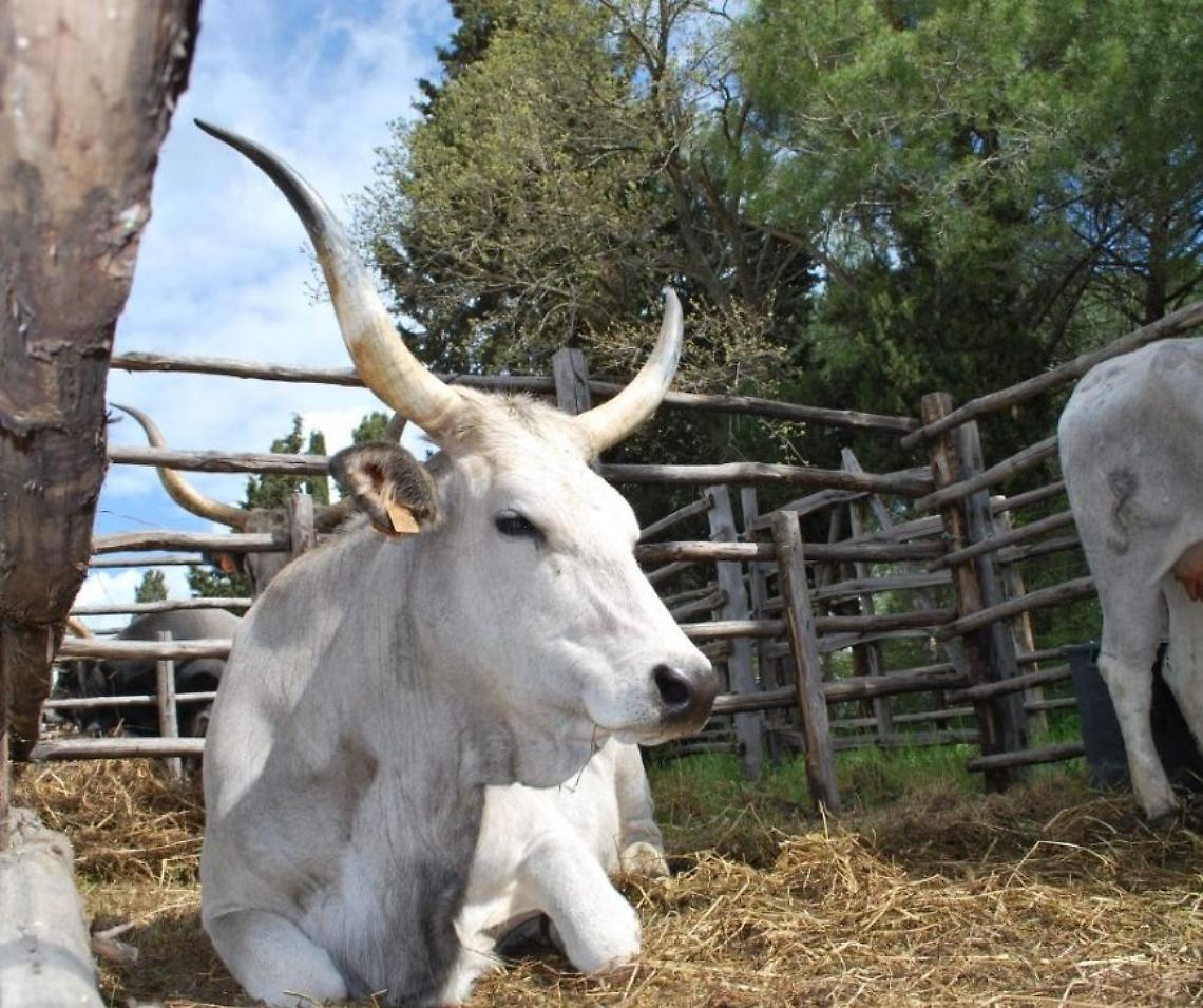 Tradizione e Natura a Tarquinia: torna la Festa della Merca alla Roccaccia