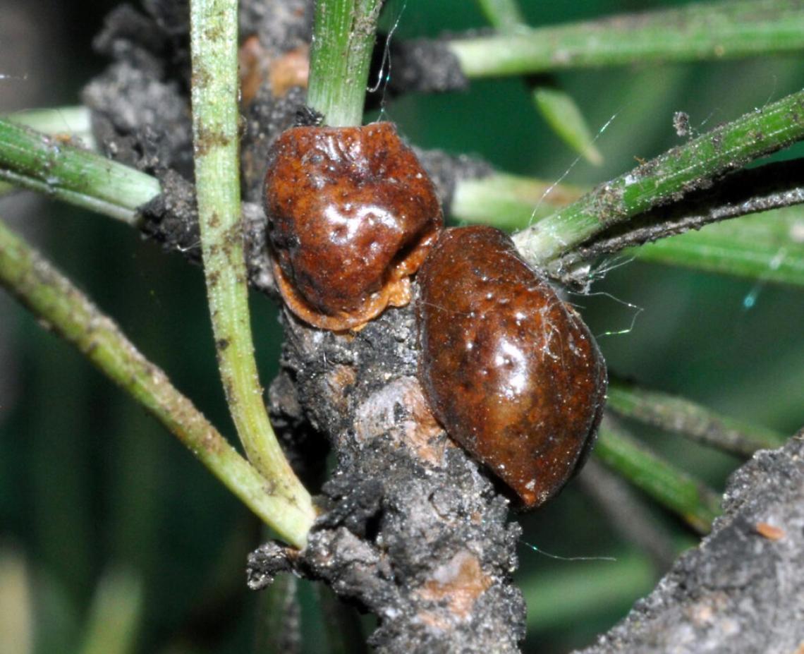 Pini,  allarme &ldquo;Cocciniglia Tartaruga&rdquo;: il patrimonio arboreo rischia il collasso