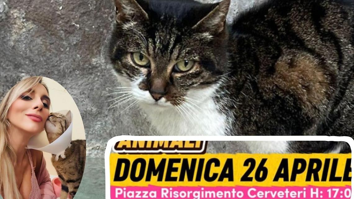 &laquo;Basta crudelt&agrave;&raquo;: manifestazione a Cerveteri dopo la morte di Signorina