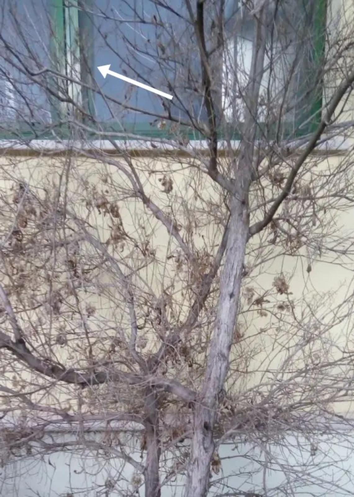 Fregene nel mirino: ladri in azione nella scuola e al centro anziani