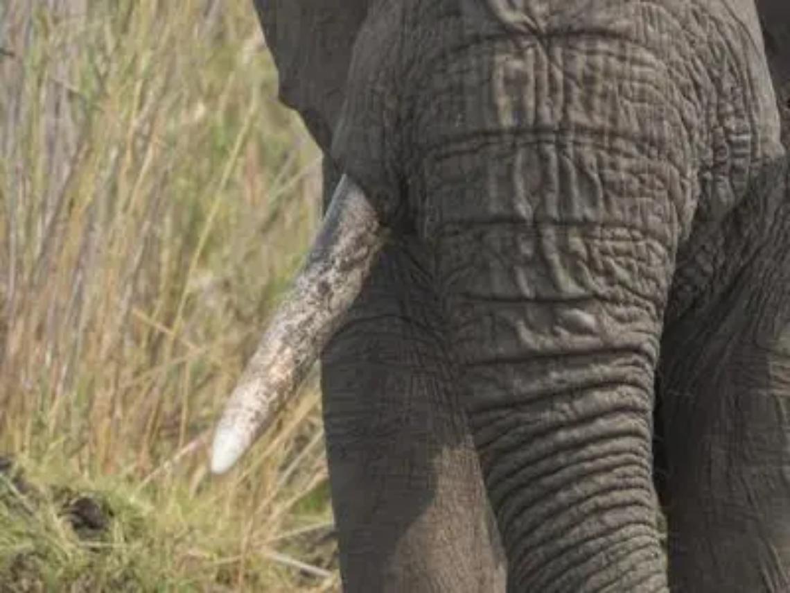 Commercio di avorio in Cina, via al bando