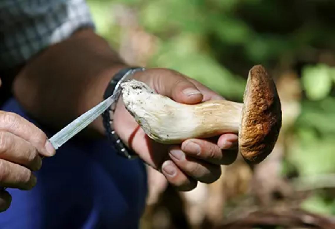 ''Tesserini funghi, risolta una grande ingiustizia''