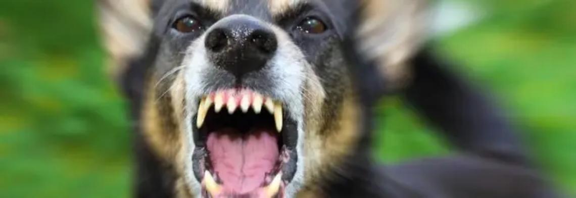 Bimbo assalito da un cane: operato