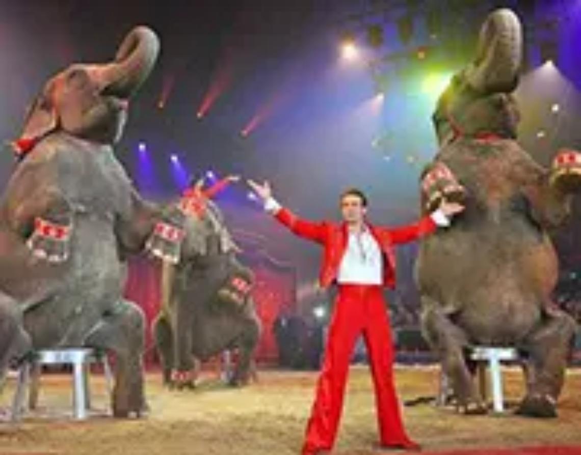 In citt&agrave; arriva il circo con gli animali, insorgono animalisti e istituzioni