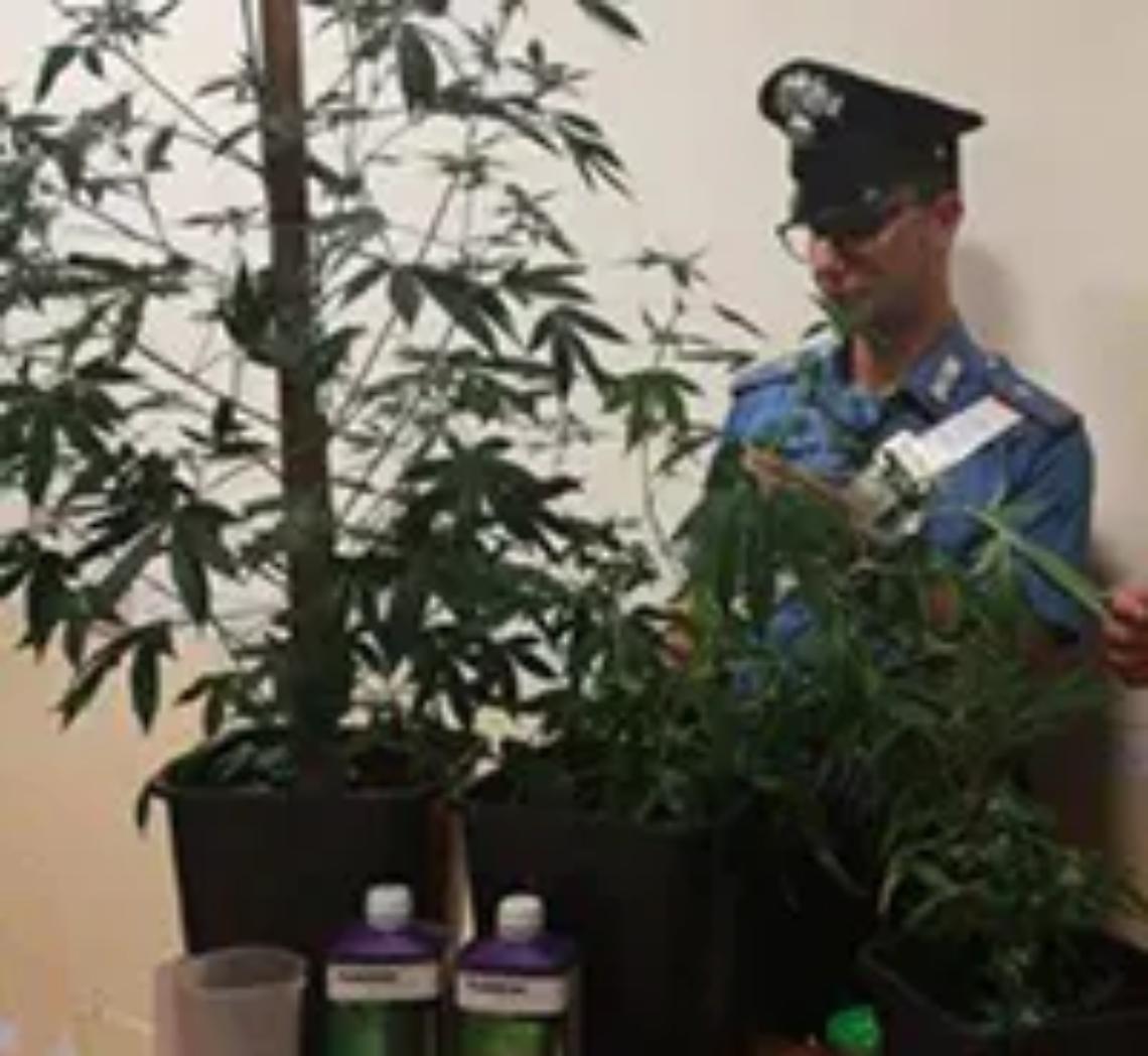 A Fregene il &ldquo;giardino&rdquo; della droga: arrestata una coppia