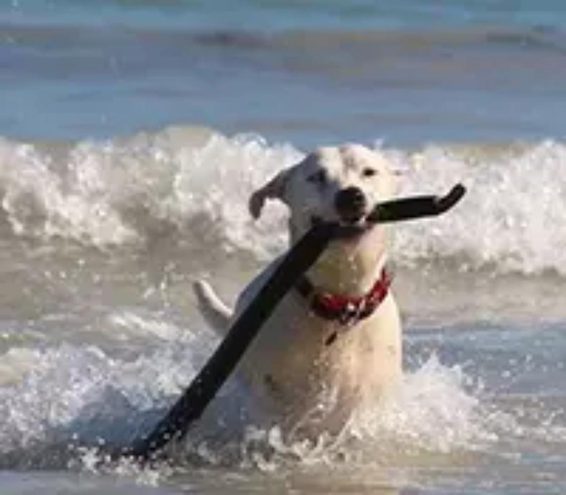 Cani in spiaggia, il Tar dice &lsquo;&lsquo;no&rsquo;&rsquo;