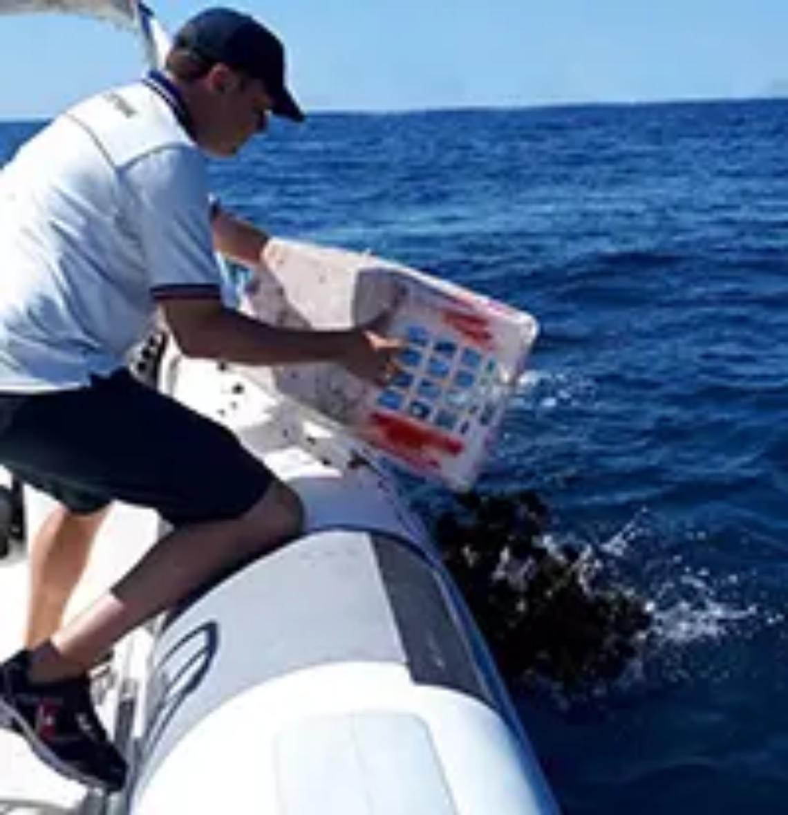 Maxi sequestro di ricci di mare a Focene