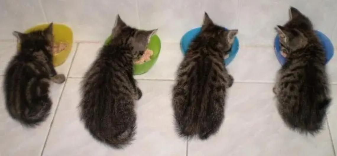 Castello di Santa Severa: Aprimicio al Meastrale