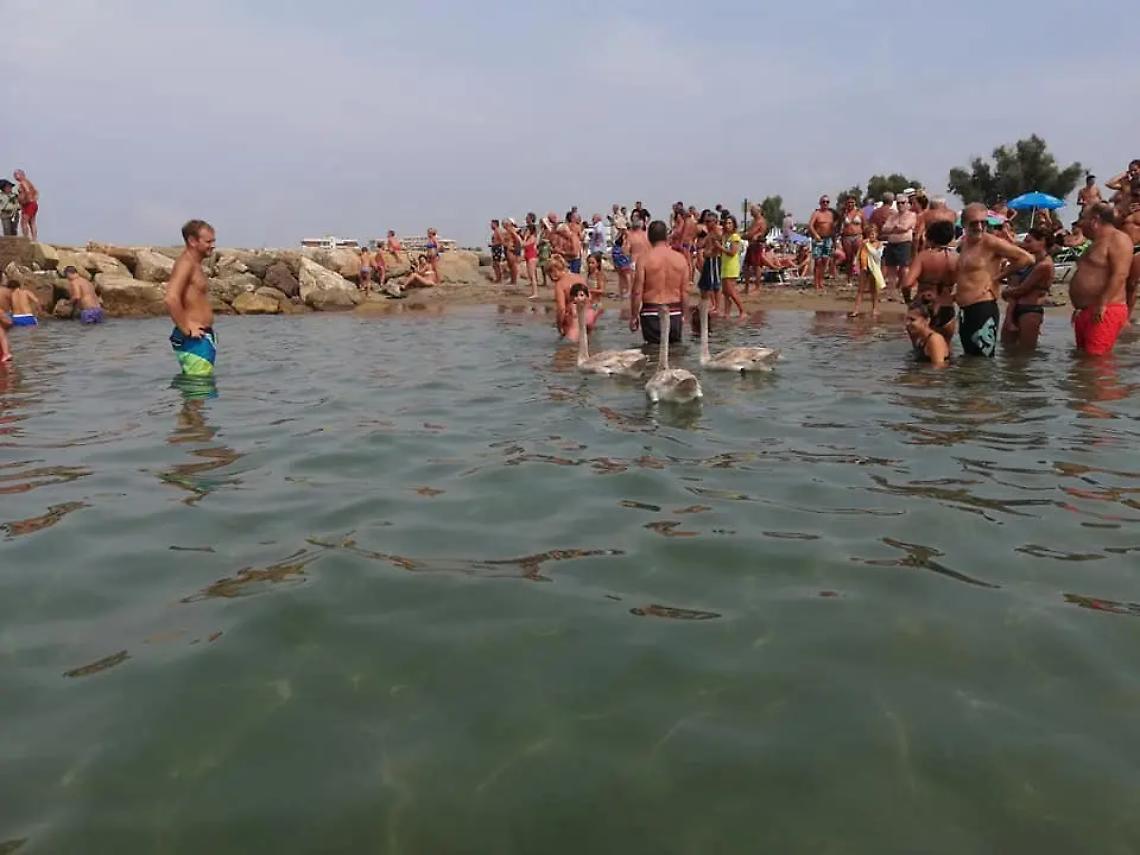Tarquinia, cigni in mare: stupore dei bagnanti
