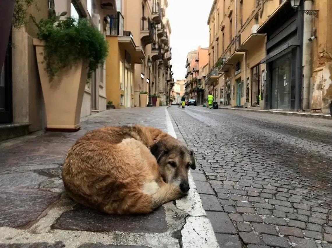Cani smarriti in aumento