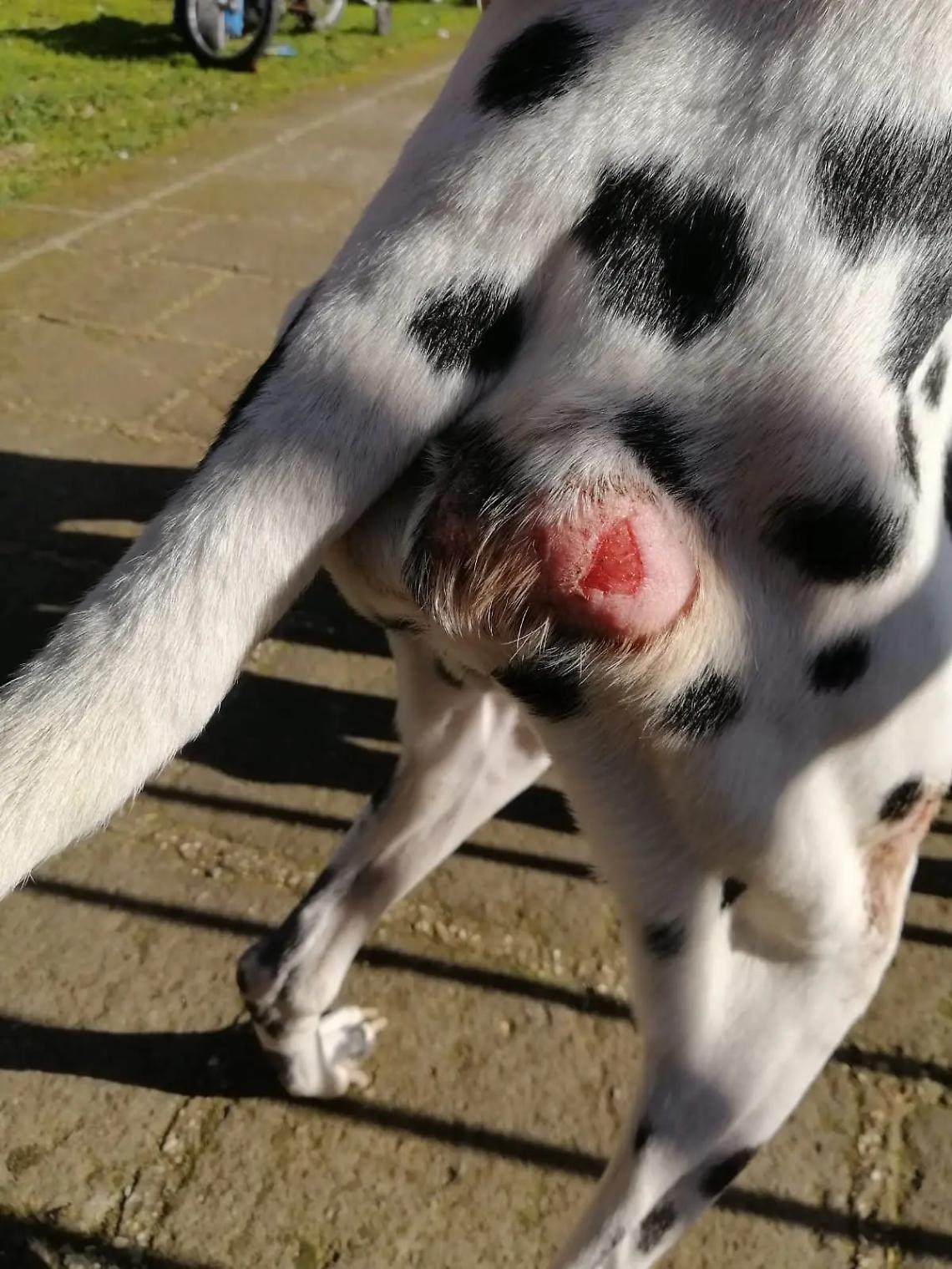 Cerveteri: aveva lesioni sul corpo, sequestrato un cane e sanzionato il detentore