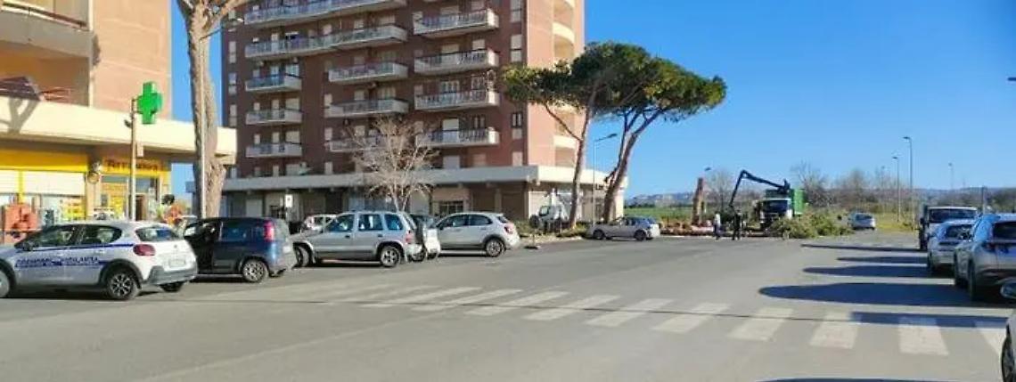 Rimozione di alcuni pini al Lido: Assolidi si ribella ma i cittadini apprezzano