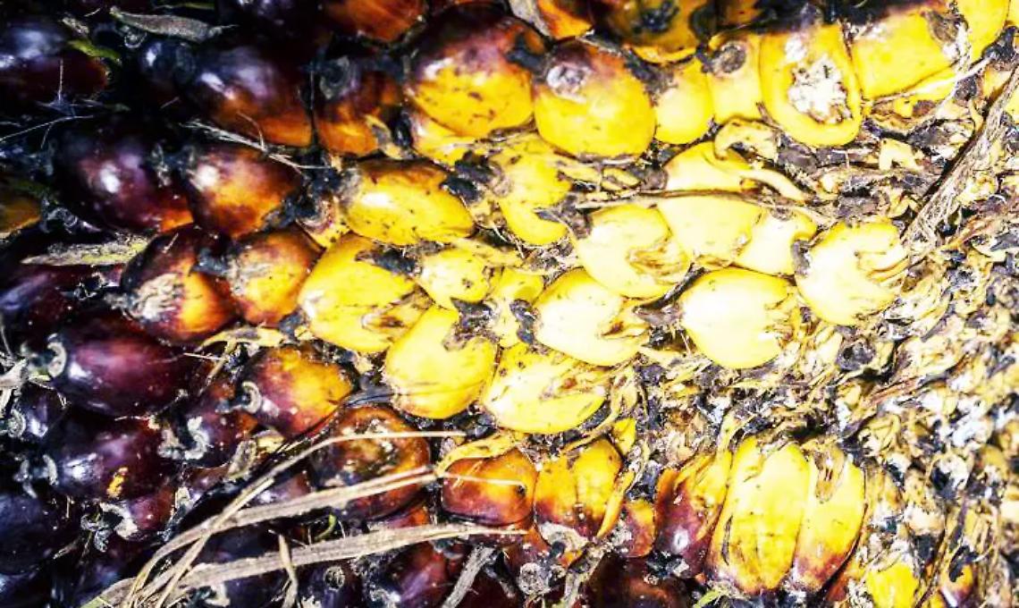 Olio di palma, s&igrave; dei consumatori