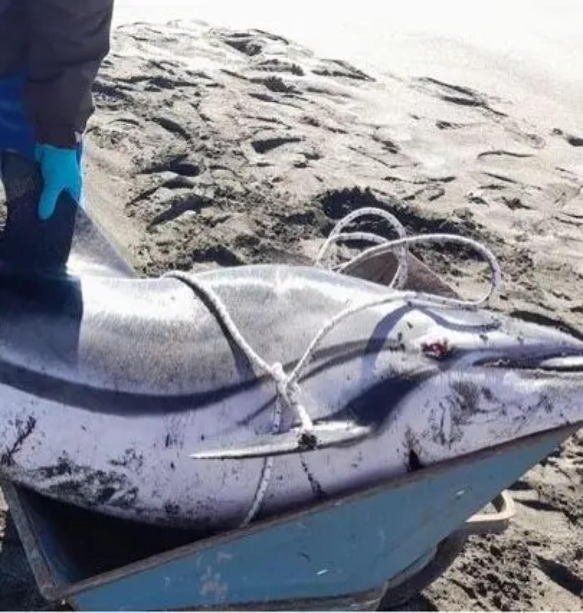 Delfini morti rinvenuti sul litorale