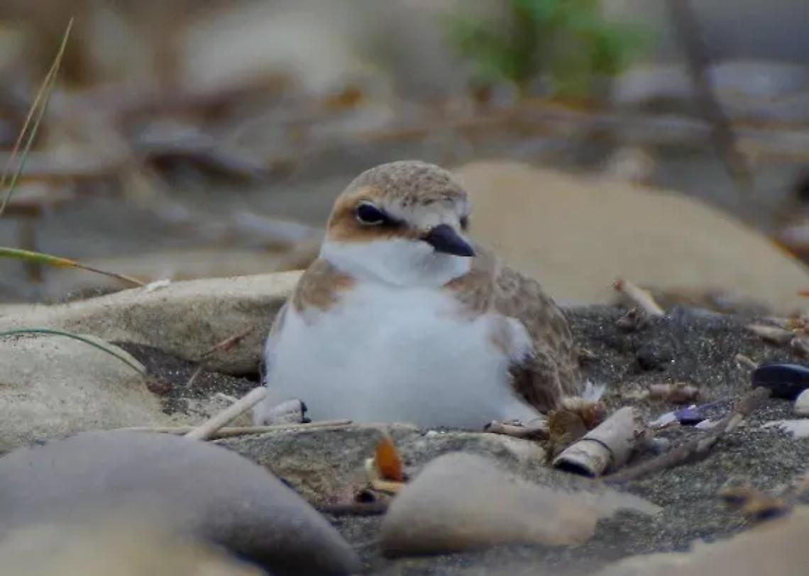 Torre Flavia, no agli amici a quattro zampe s&igrave; al Jova Beach: &egrave; polemica