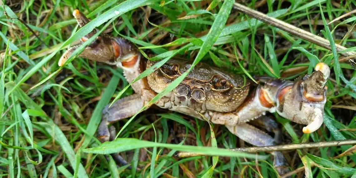 I granchi alieni risalgono il fiume Sanguinara