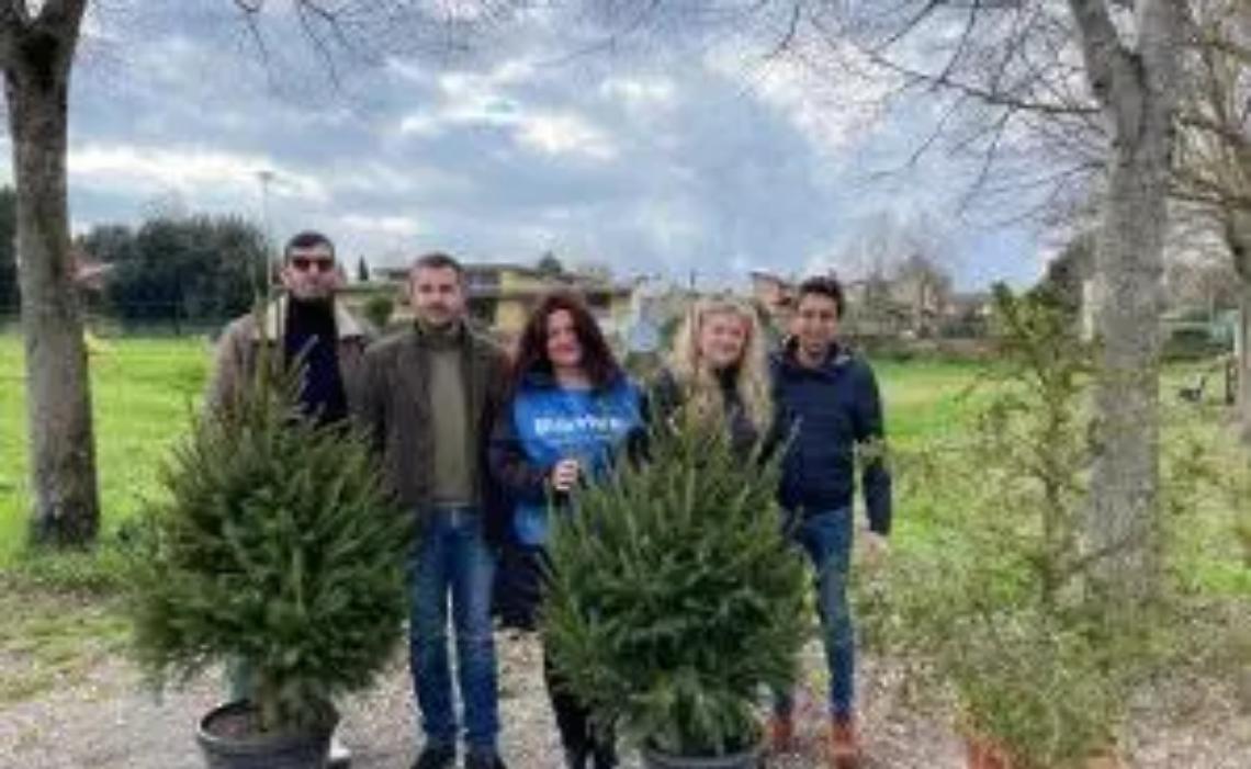 Fare verde raccoglie alberi di Natale da ripiantare