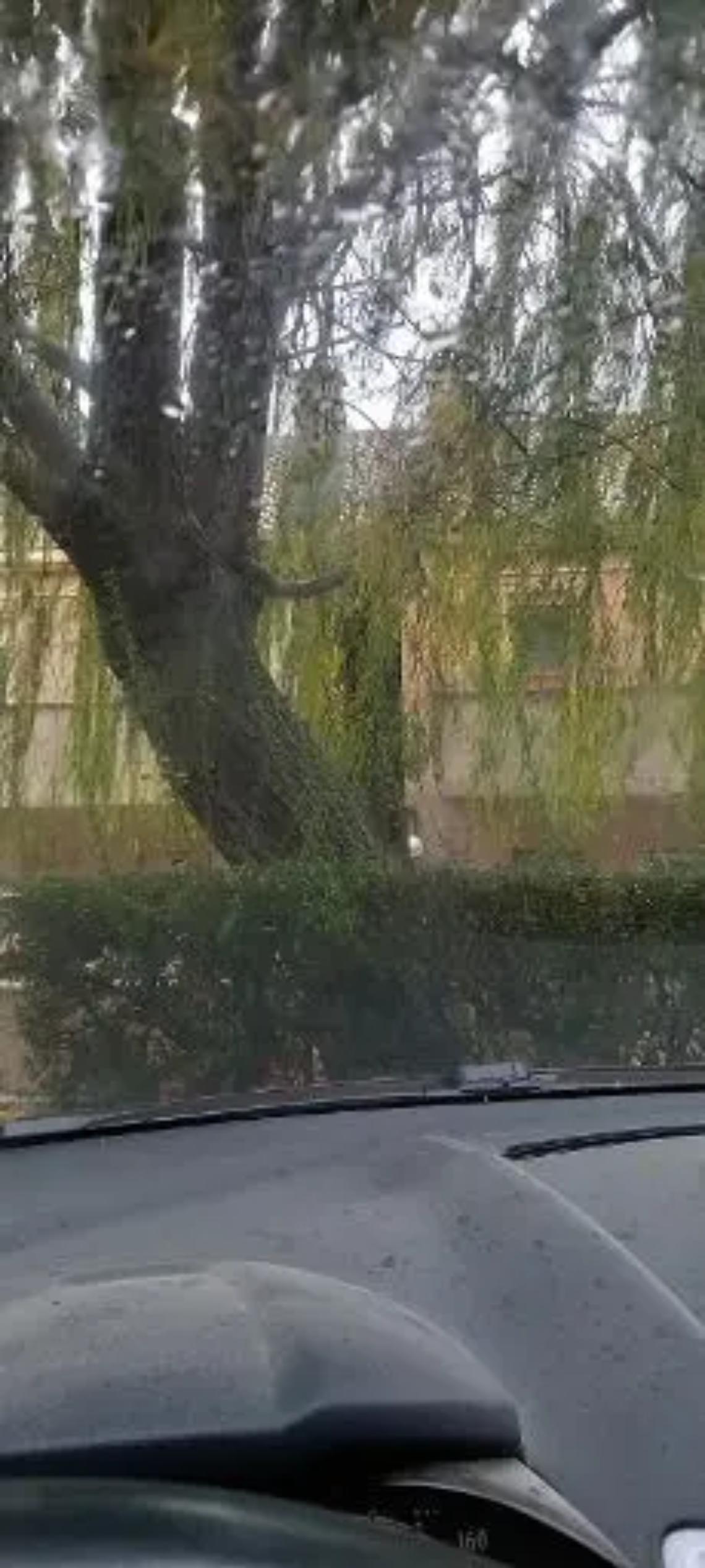 &laquo;Albero pericolante, nessuno prende provvedimenti&raquo;