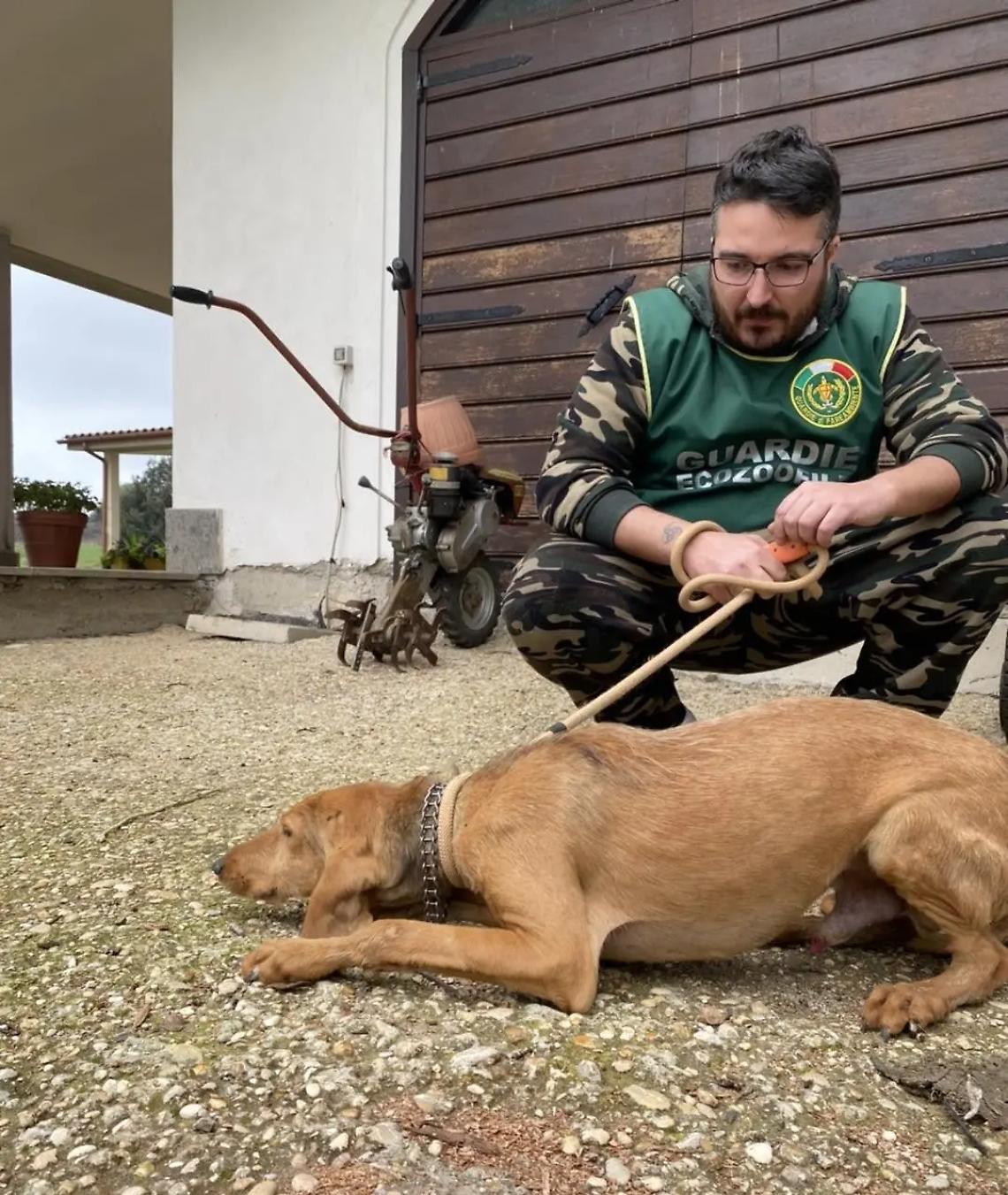 Sporco e con microlesioni: salvato