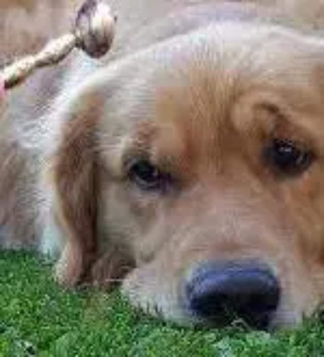 Tornano nel paese le celebrazioni in onore di Sant&rsquo;Antonio