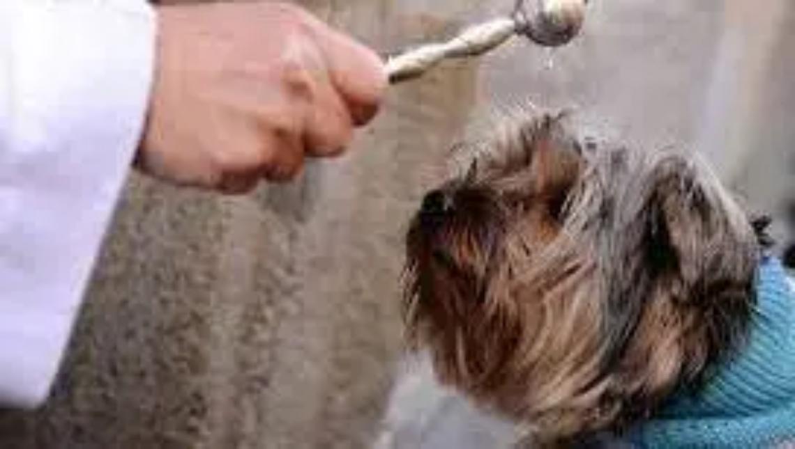 Montalto e Pescia celebrano Sant&rsquo;Antonio Abate