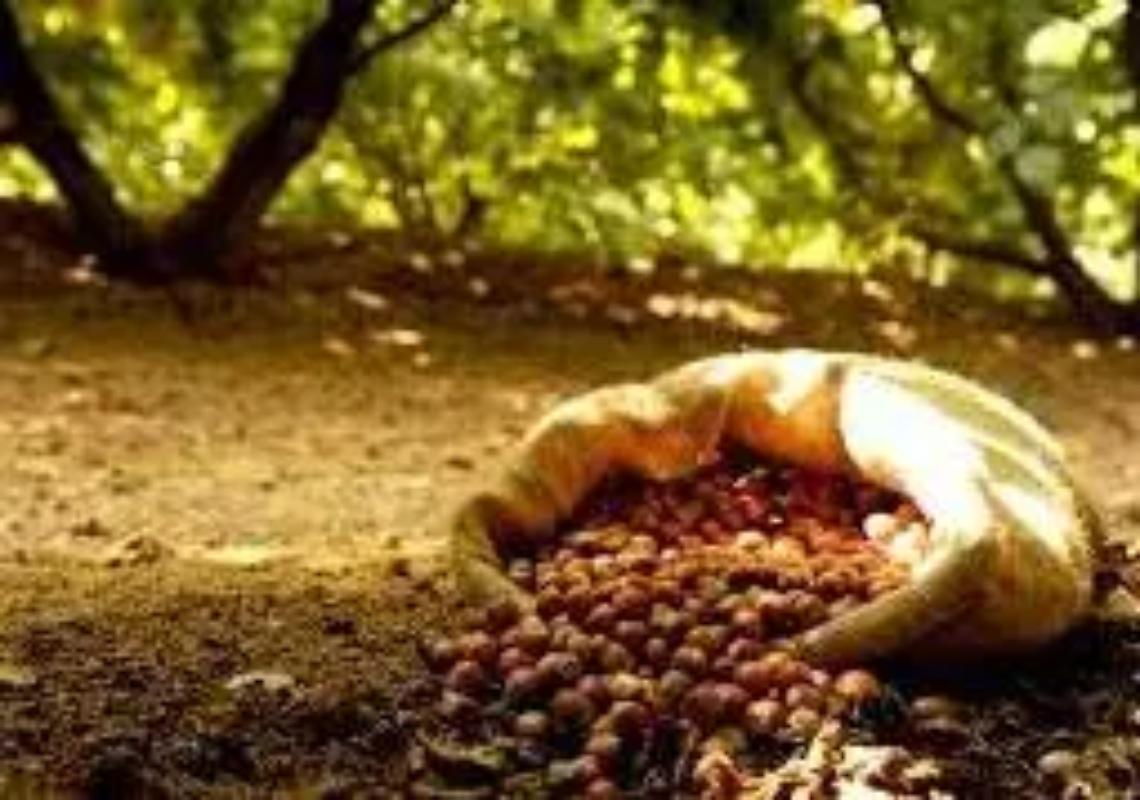 Nocciola, serve pi&ugrave; attenzione