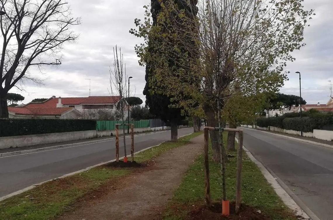 Piantati 20 nuovi alberi a Cerenova