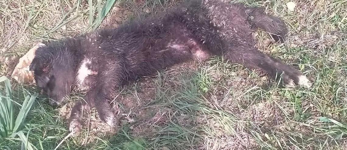 Cane freddato a colpi di arma da fuoco
