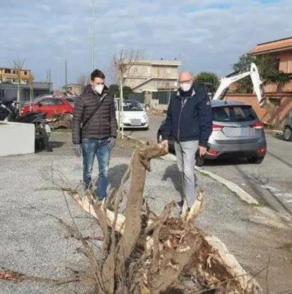 Continua la rivoluzione verde in citt&agrave;: piantati altri 60 mori gelsi