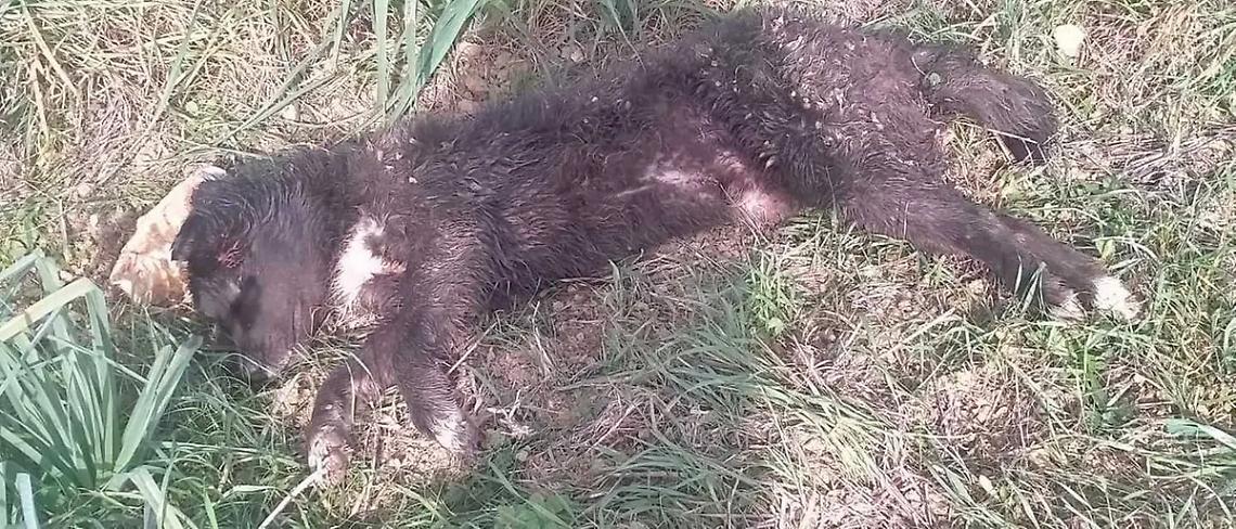 Chi ha sparato al cane lo ha buttato via per evitare guai